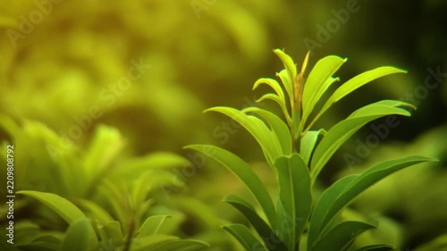 Close up of safeda tree branch.