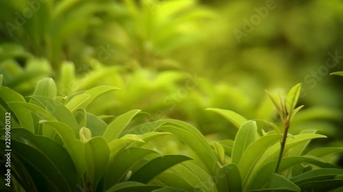 Close up of safeda tree branch.