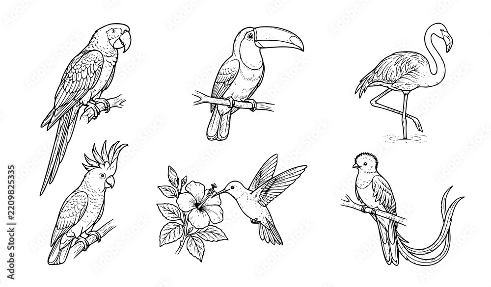 Obraz premium Tropical Birds Sketch Illustration Set, Hand Drawn Vector Line Art Of Parrot, Toucan, Flamingo, Cockatoo And Hummingbird For Nature Design