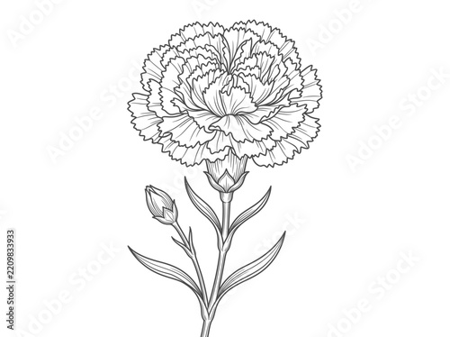 Carnation Flower Line Art