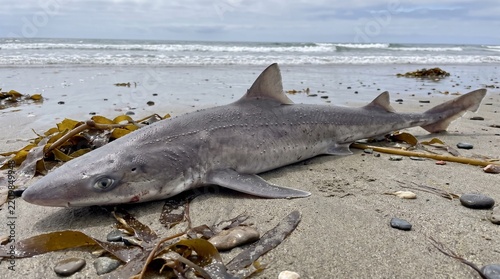 Dead shark washed ashore on a sandy beach with brown seaweed and ocean waves in the background