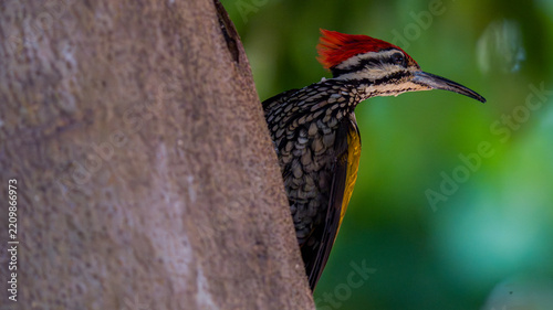 A red-crested woodpecker peeking from behind a tree trunk, drinking water droplets.