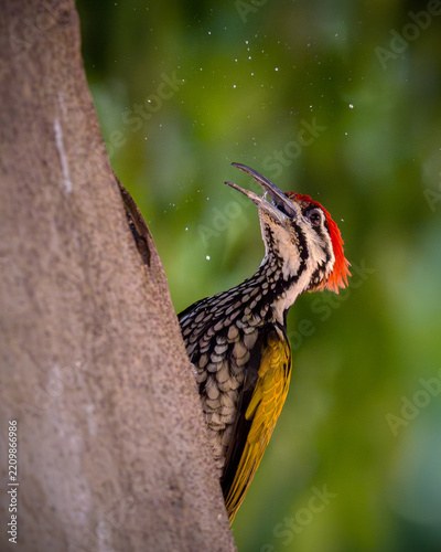 Red flame woodpacker on tree