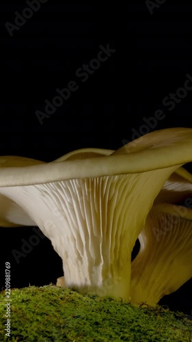 Macro time-lapse of wild mushrooms emerging from the forest floor and moss.