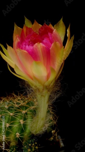 Time lapse of a cactus flower blooming and opening its petals in bright light.