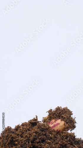 Growing plants time-lapse on dark fertile soil, symbol of business growth and success.