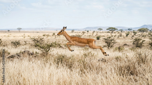 An impala leaps gracefully through the dry golden grasslands of the African savanna landscape