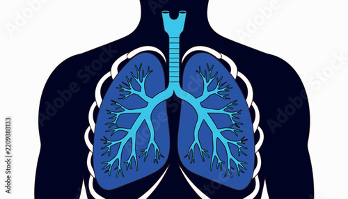 Human respiratory system anatomy with highlighted blue lungs and trachea inside male body silhouette vector illustration