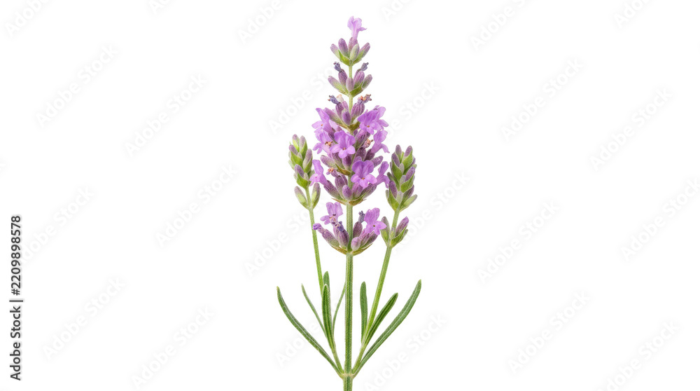 Obraz premium Single lavender flower stem with soft purple blossoms, fresh green buds, slender botanical structure, and delicate natural texture, elegant aromatic herb specimen. Photorealistic, side 3/4 view,