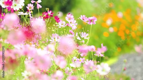 そよ風に大きく揺れる花。カラフルで華やかな花畑。可愛いキバナコスモスの背景。秋の公園や花壇を彩るコスモスのある風景。自然風景素材。