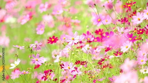 そよ風に揺れる花。カラフルで華やかな花畑。秋の公園や花壇を彩るコスモスのある風景。自然風景素材。