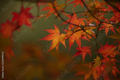 紅葉