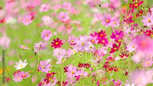 風に大きく揺れる花のスローモーション。カラフルで華やかなピンク色の花畑。爽やかな緑。秋の公園や花壇を彩るコスモスのある風景。自然風景素材。