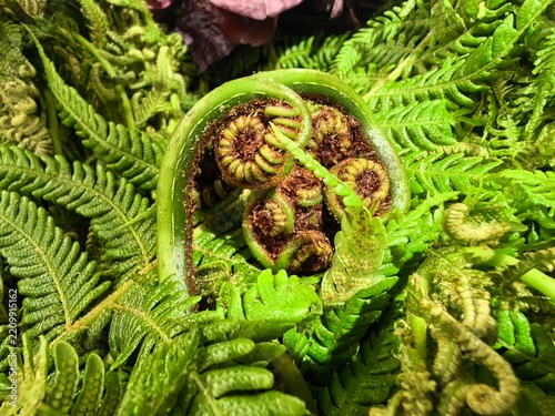 green fern leaf