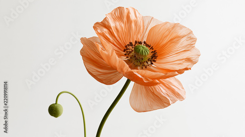 orange poppy flower