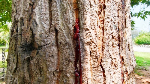 Red sap exuding from the mango tree trunk. tree sap liquid that comes out from tree