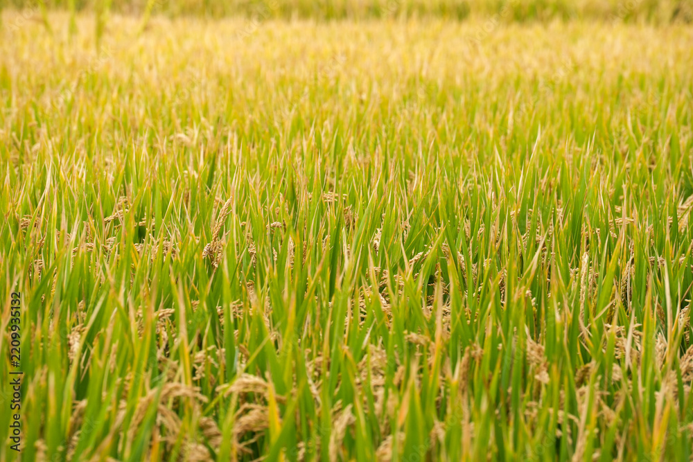 Obraz premium green rice field