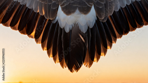 Overlapping bird wingtips in V-formation against warm sunset sky, teamwork and unity in nature concept