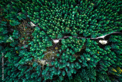 Emerald Labyrinth of the Pines
