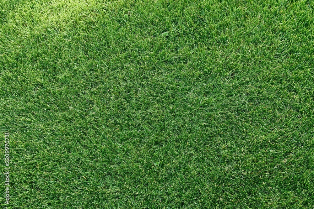 Obraz premium The Lush Green Lawn Closeup Showcases Dense Grass Blades and Vibrant Texture