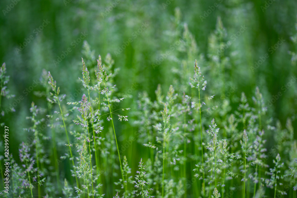 Obraz premium Wild grass stems fill meadow. Delicate wild plants create soft focus. Wild scenery feels calm and natural. Wild texture supports outdoor background.