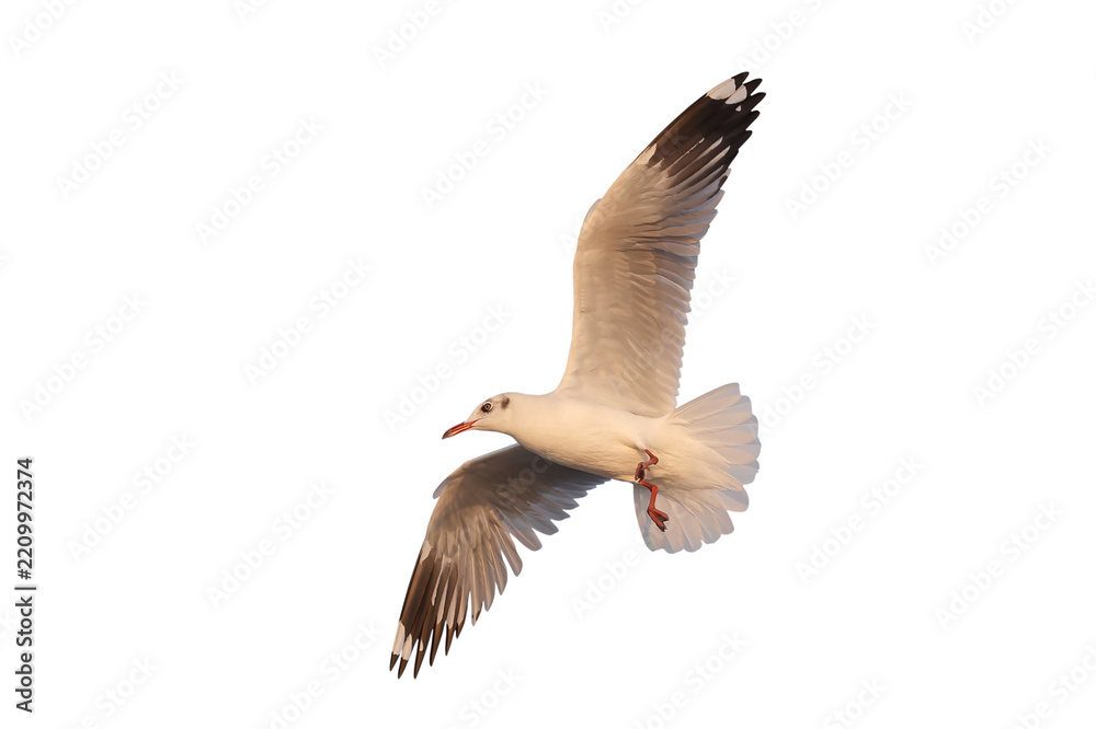 Obraz premium Beautiful seagull flying isolated on transparent background. 