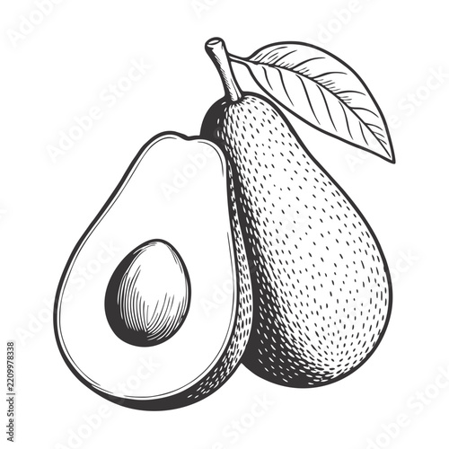 Avocado Doodle Art Image Vector