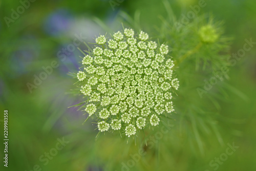 wild carrot flower (Queen Anne's Lace)