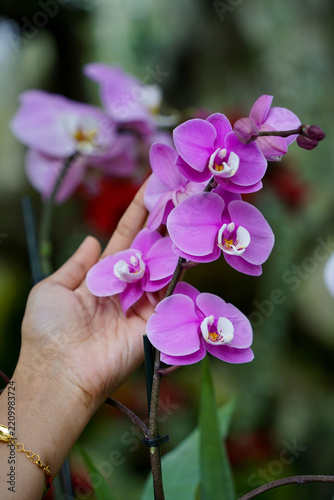 Purple orchid flower in the garden