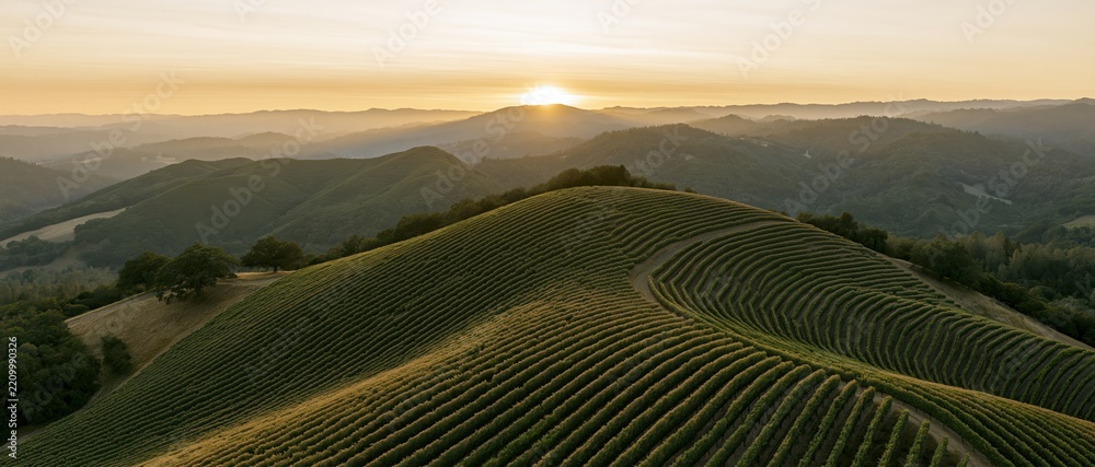 Obraz premium Aerial view of vineyard rows curving across rolling hills at sunset