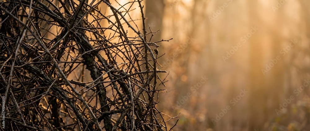 Obraz premium Dense tangled dry branches and thorns in a misty golden forest at sunrise.