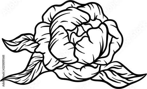 Outline Handdrawn Peony Flower Blossom Head Botanical Illustration Clip Art