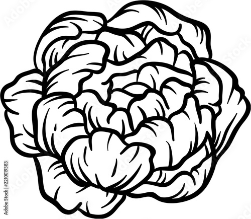 Black and White Outline Peony Flower Head Botanical Illustration Element