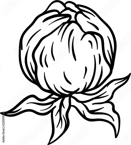 Black and White Outline Peony Flower Bud Botanical Illustration Clip Art