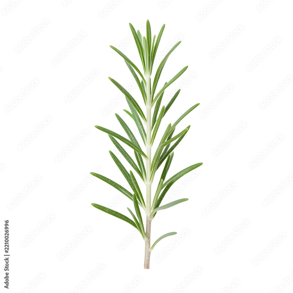 Obraz premium Young Rosemary New Growth Botanical