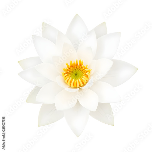 Single White Water Lily Top Down View