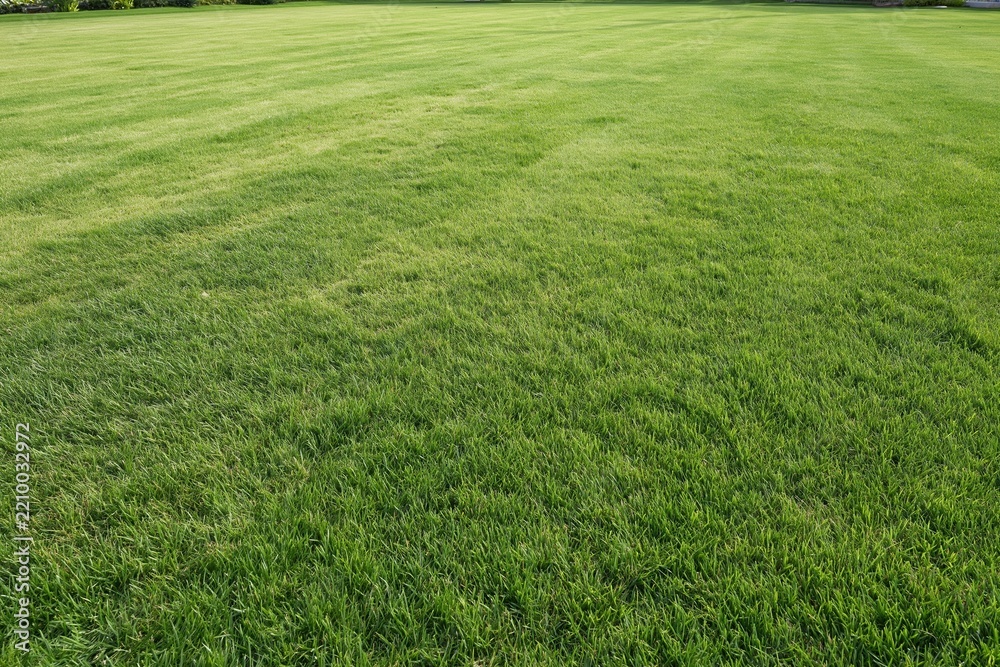 Obraz premium The Expansive Green Lawn Under Bright Sky in Park Setting