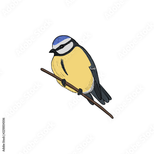 vector vintage style drawing sitting bird , blue tit, hand drawn illustration, isolated nature design element