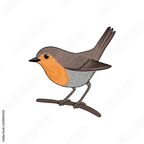 vector vintage style drawing sitting bird , robin redbreast, hand drawn illustration, isolated nature design element