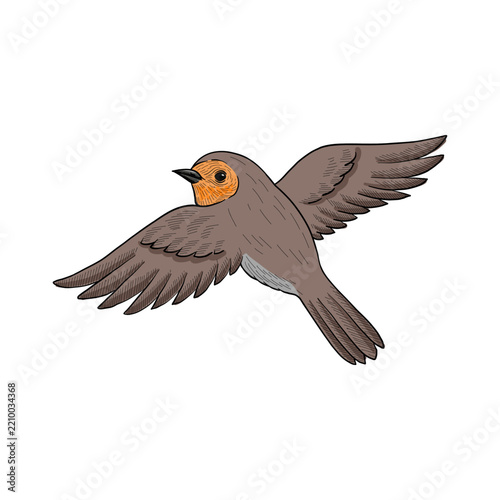 vector vintage style drawing flying bird ,robin redbreast, hand drawn illustration, isolated nature design element