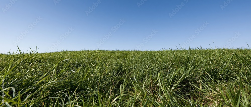 Obraz premium Low-angle view of dense green grass in a flat field under clear blue sky