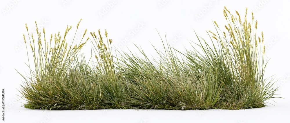 Naklejka premium Low clump of wild meadow grass with tall seed heads isolated on white background