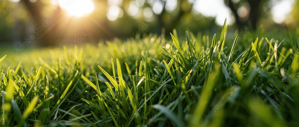 Obraz premium Closeup of fresh green grass blades in sunlight with blurred trees in background
