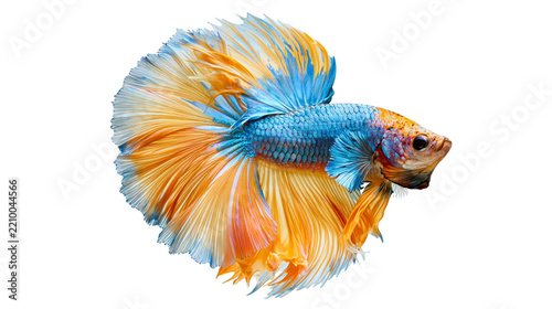 Vibrant blue and yellow halfmoon betta fish with flowing fins