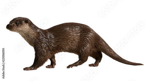 Full body side view of a brown Eurasian otter standing on all fours