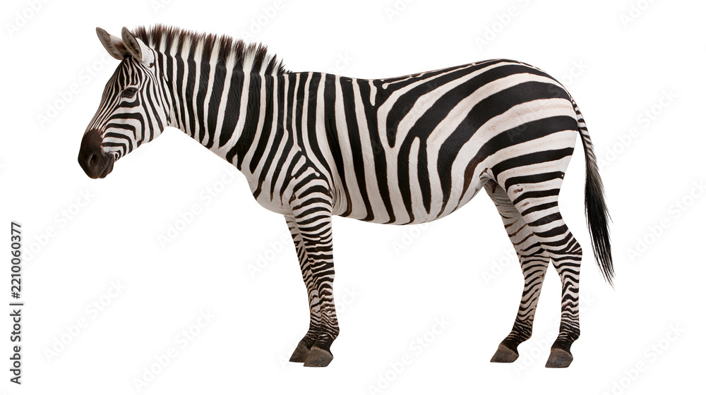 Obraz premium Full body side view of a standing plains zebra with black and white stripes