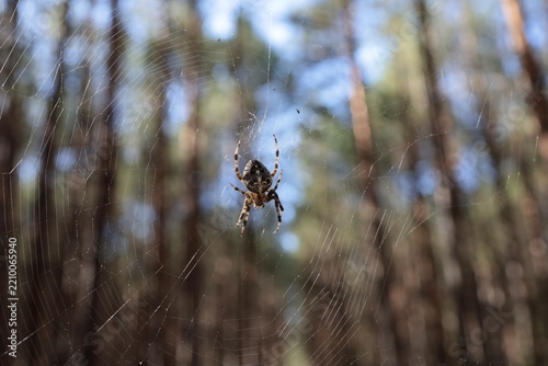 Fotografie spider in the web