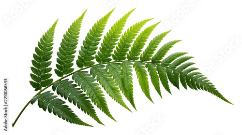 Fresh vibrant green fern leaf with detailed pinnate structure