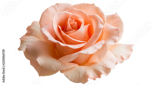 Fotografie Soft peach colored rose flower head with delicate layered petals