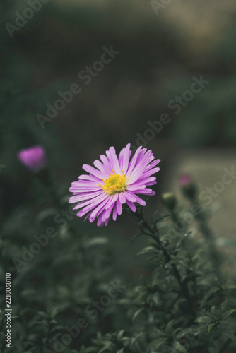 Focus on vibrant purple and yellow daisy flower against deep green backdrop